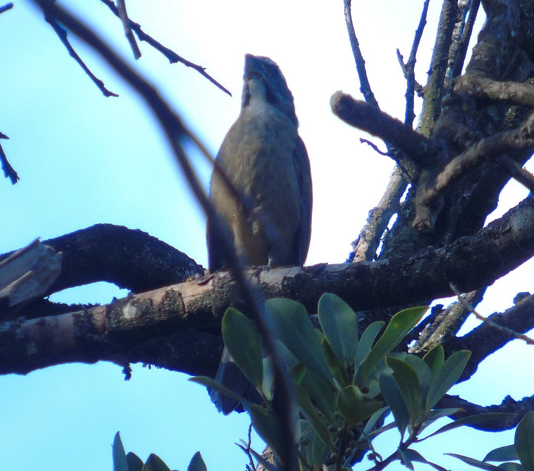 Green-winged Saltator - ML644029803