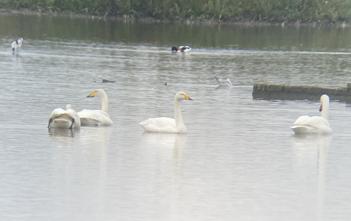 Whooper Swan - ML644029808