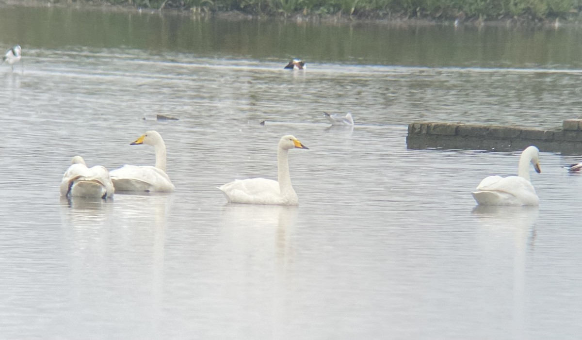 Whooper Swan - ML644029809