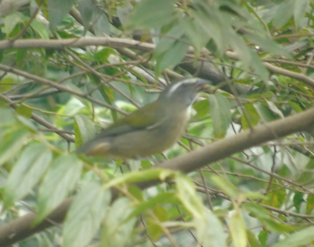 Green-winged Saltator - ML644029815