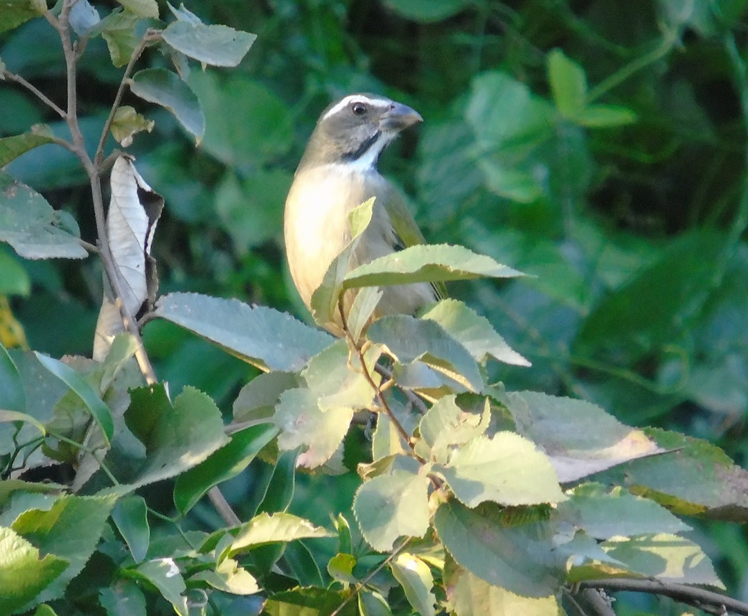 Green-winged Saltator - ML644029830