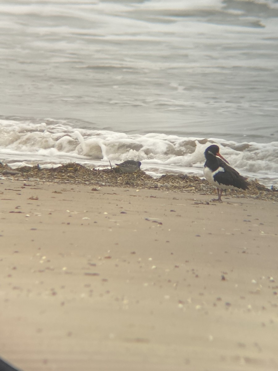 Purple Sandpiper - ML644029842