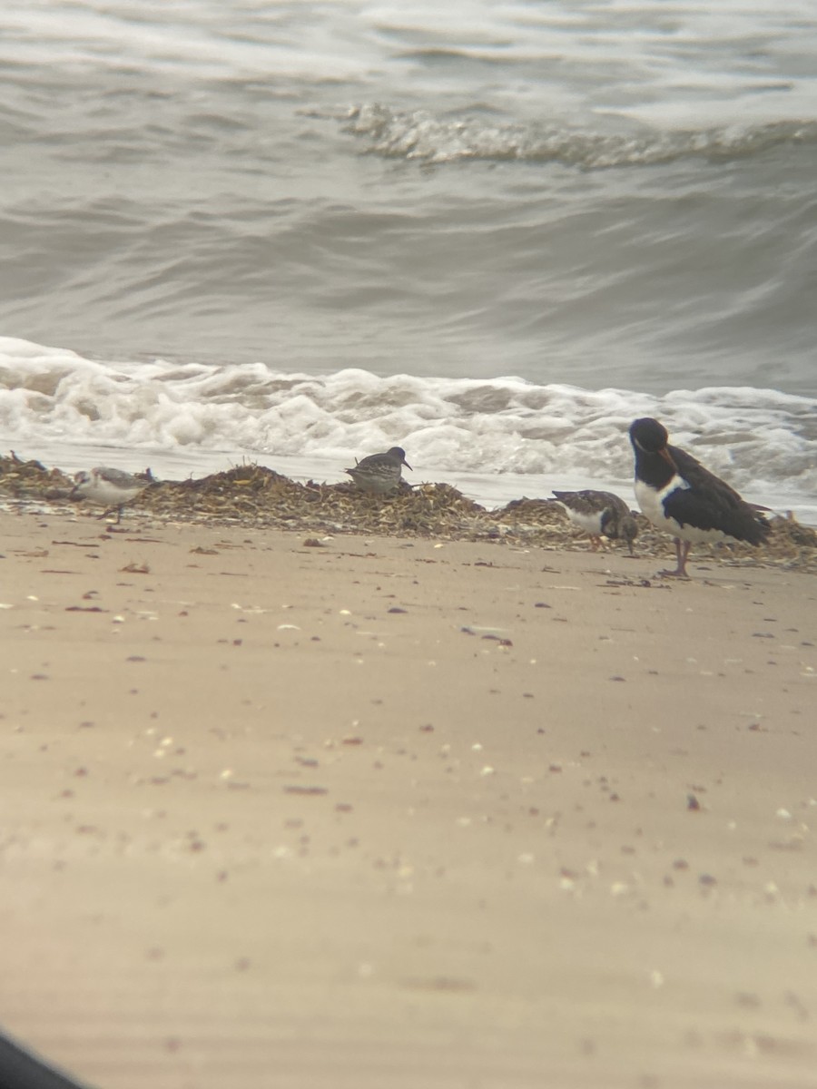 Purple Sandpiper - ML644029843