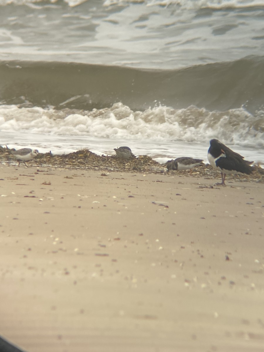 Purple Sandpiper - ML644029844