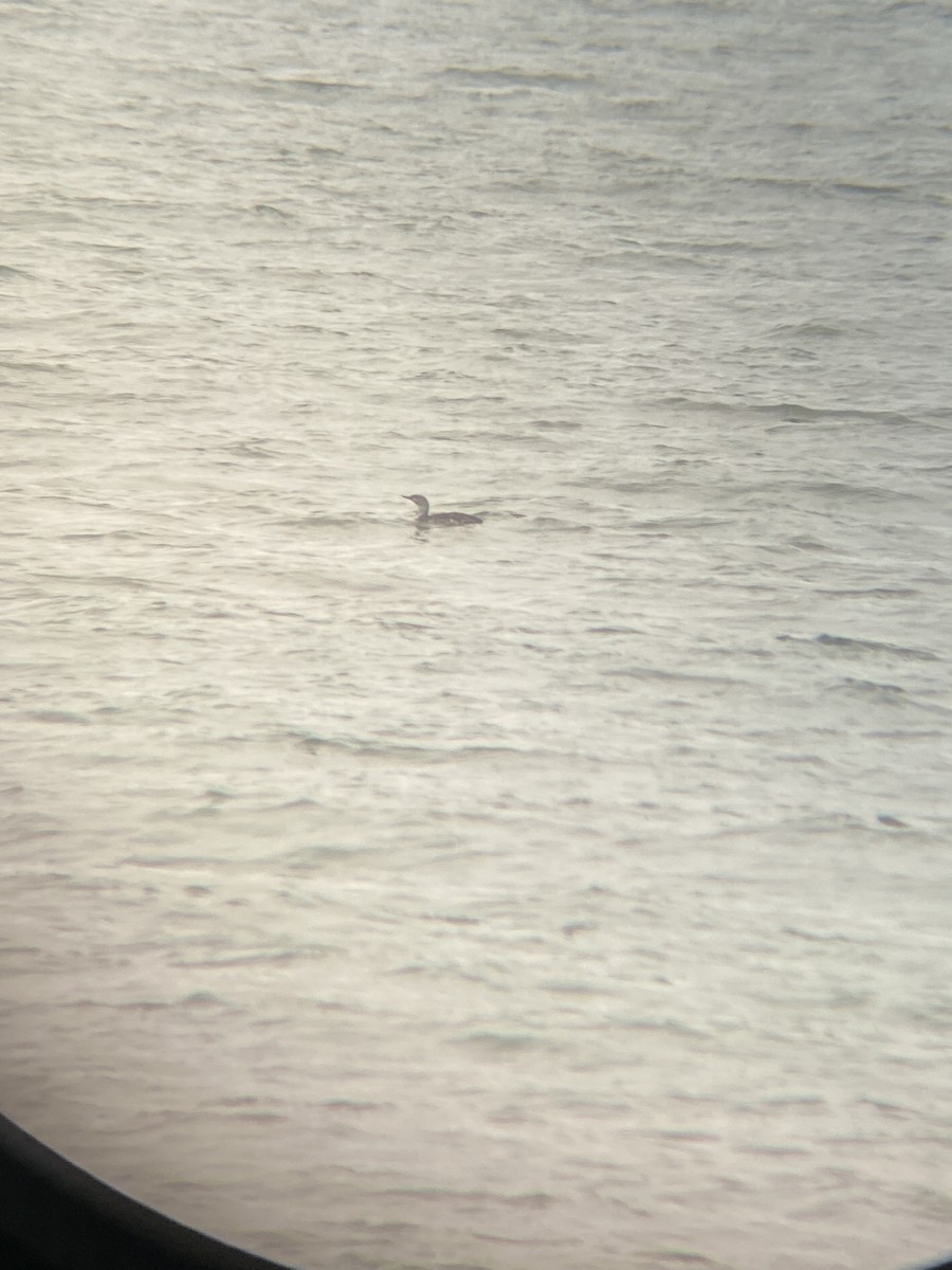 Red-throated Loon - ML644029852