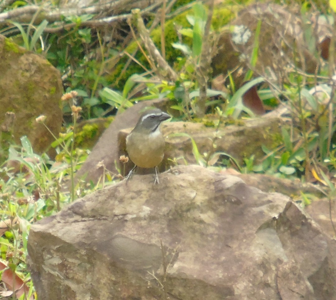 Green-winged Saltator - ML644029853