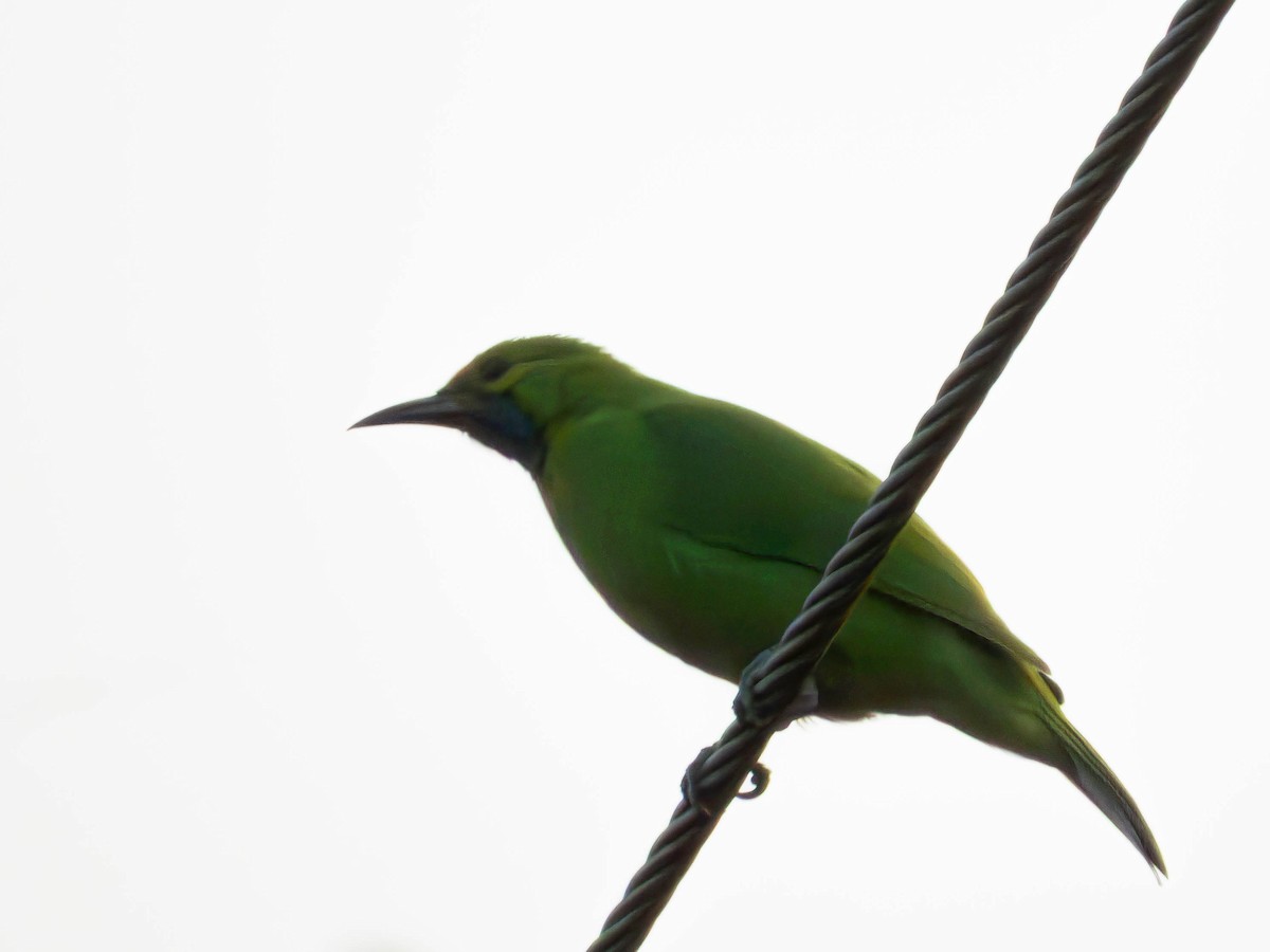 Golden-fronted Leafbird - ML644029854