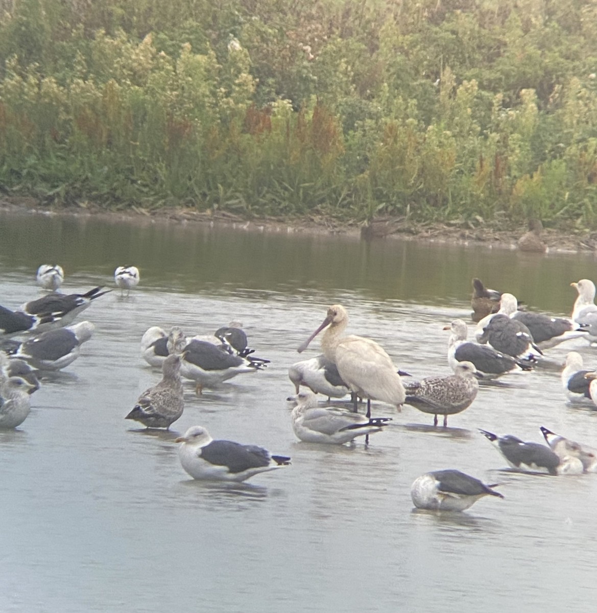 Eurasian Spoonbill - ML644029863