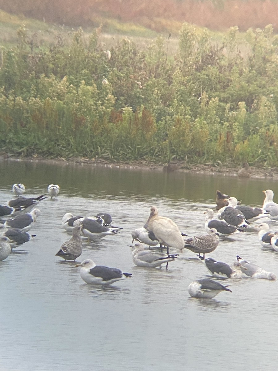 Eurasian Spoonbill - ML644029864