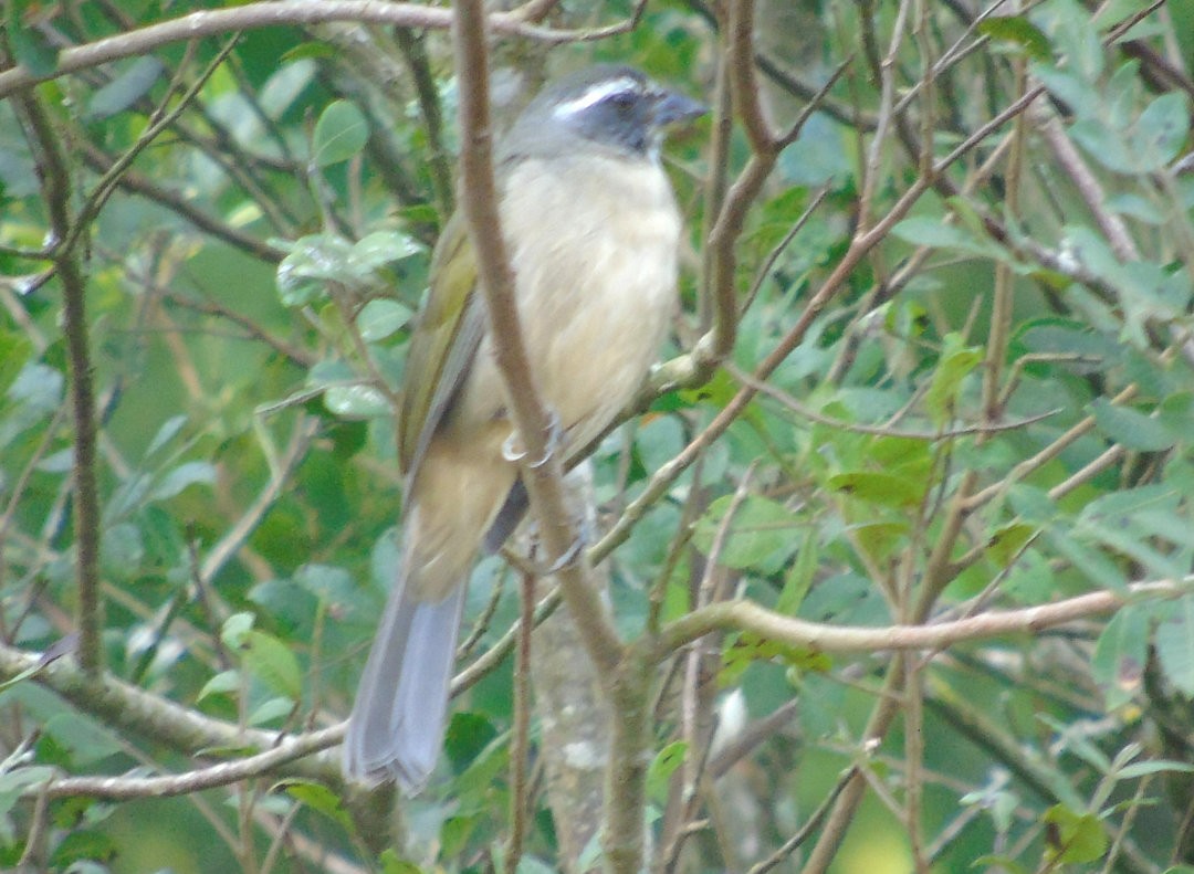 Green-winged Saltator - ML644029866