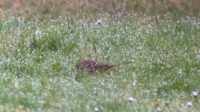 Red-throated Pipit - ML644029868