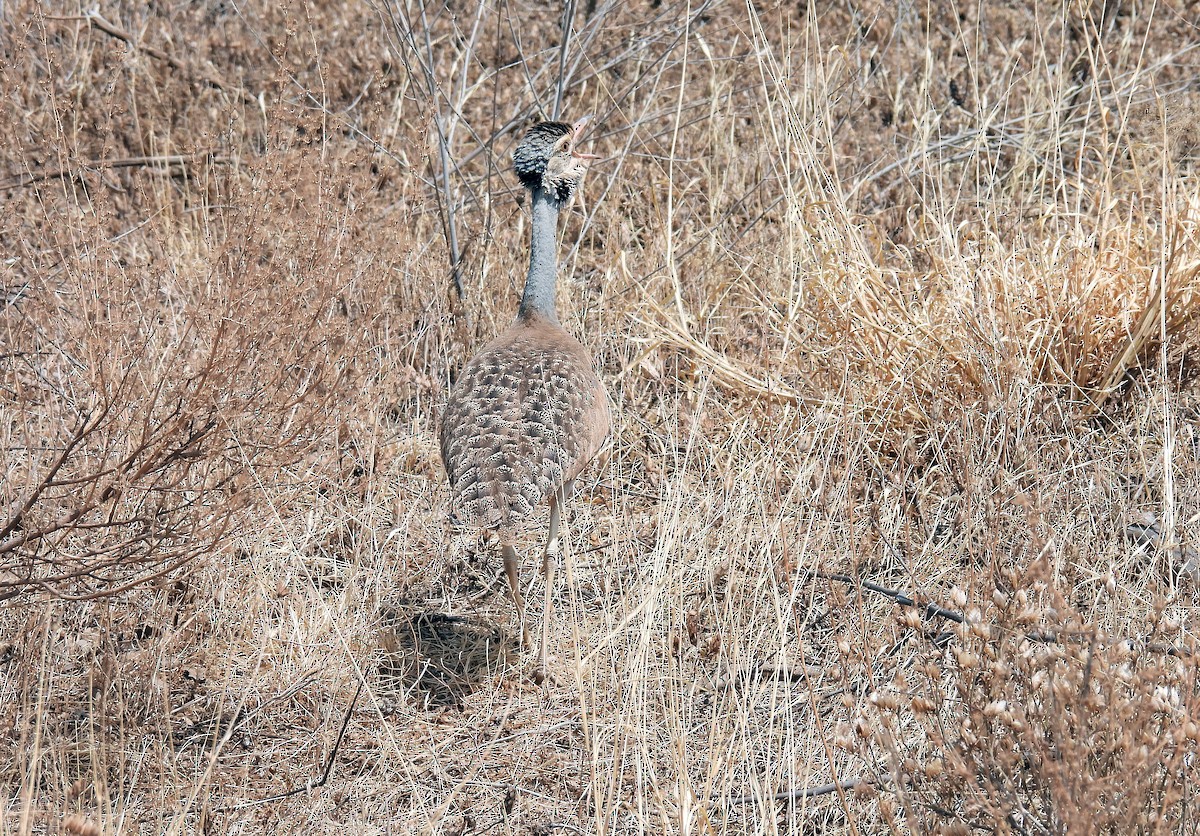 White-bellied Bustard - ML644029869