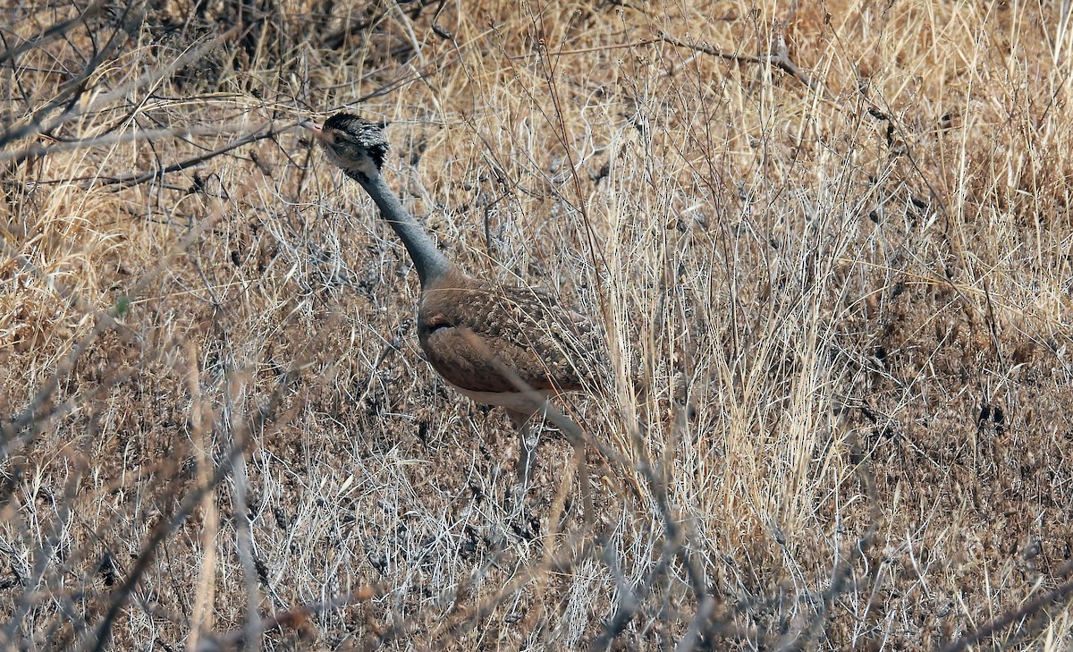 White-bellied Bustard - ML644029870