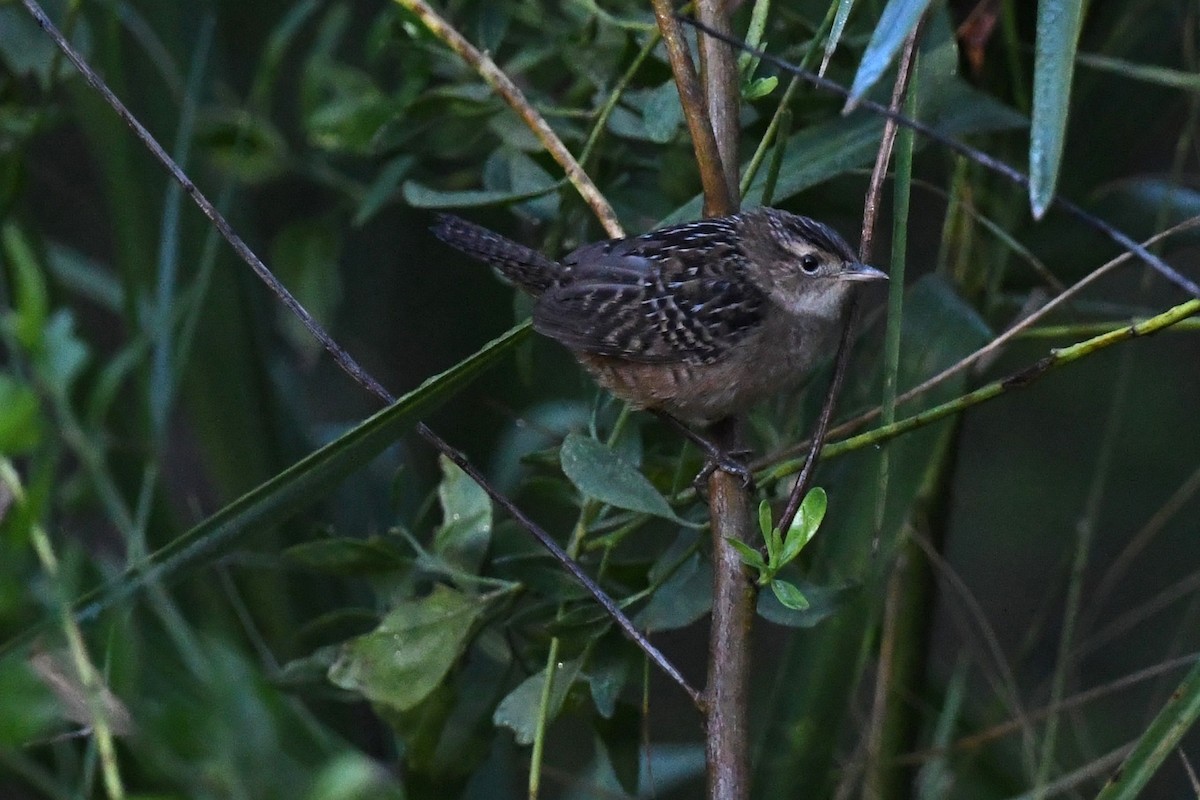 Sedge Wren - ML644029871