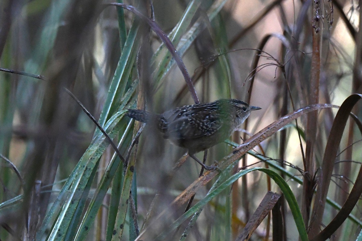 Sedge Wren - ML644029872