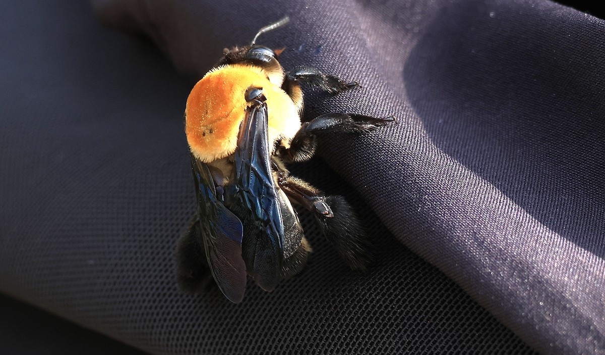 Animals - ML644029873