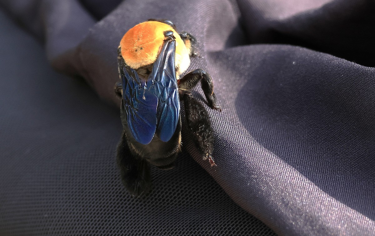 Animals - ML644029874