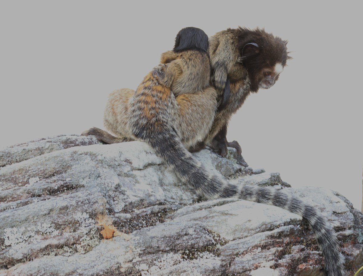 Animals - ML644029875