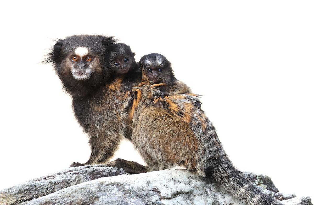 Animals - ML644029876