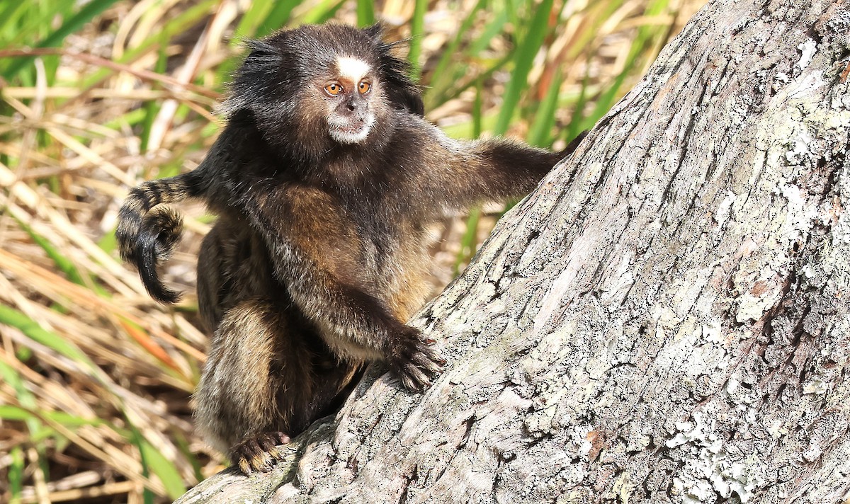 Animals - ML644029877