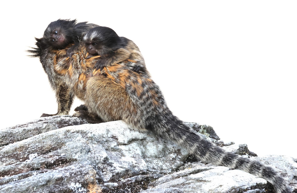 Animals - ML644029878