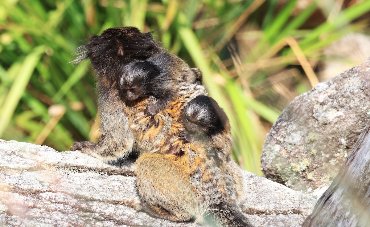 Animals - ML644029879