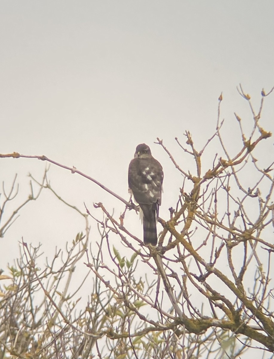 Eurasian Sparrowhawk - ML644029882