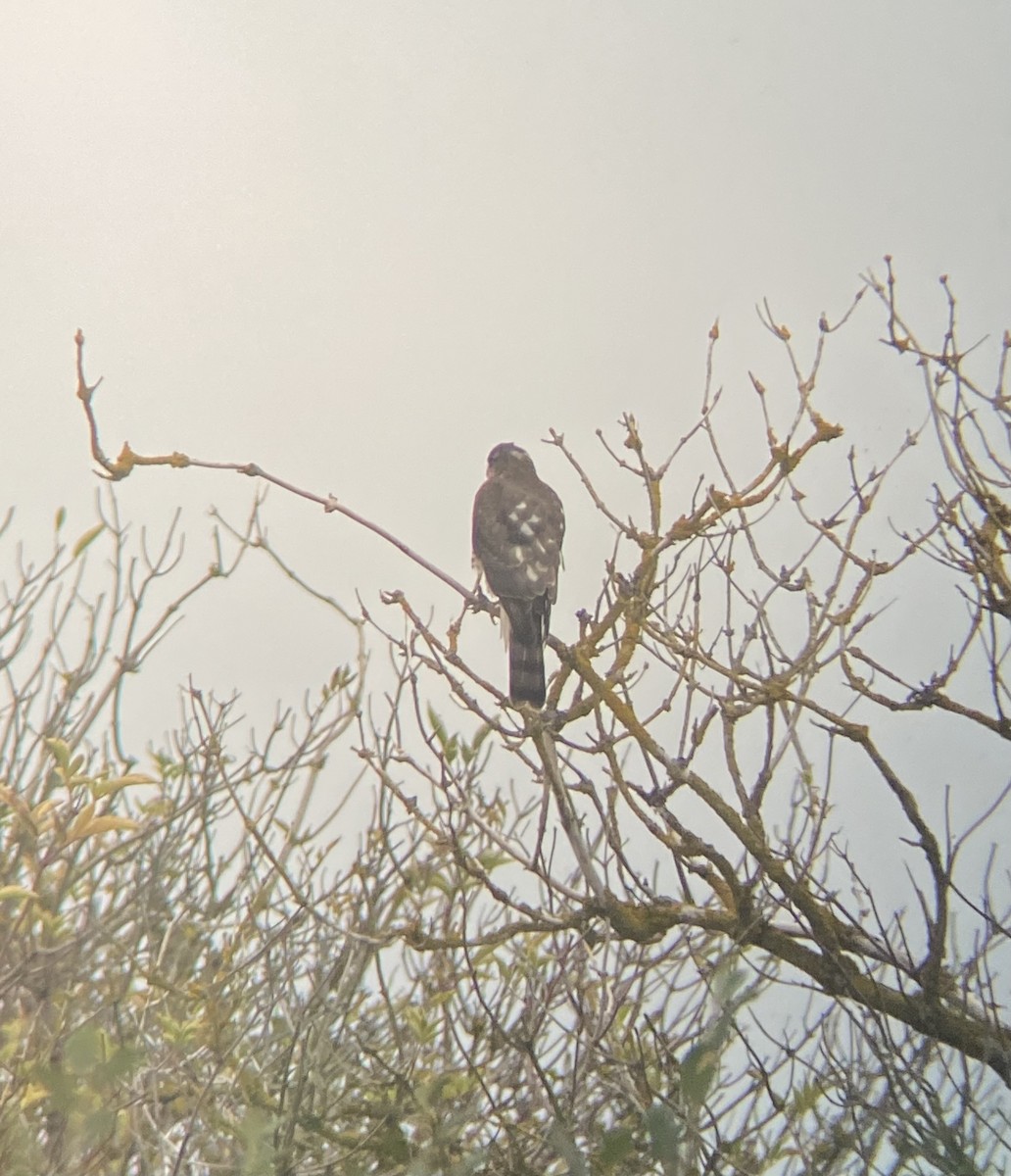 Eurasian Sparrowhawk - ML644029883