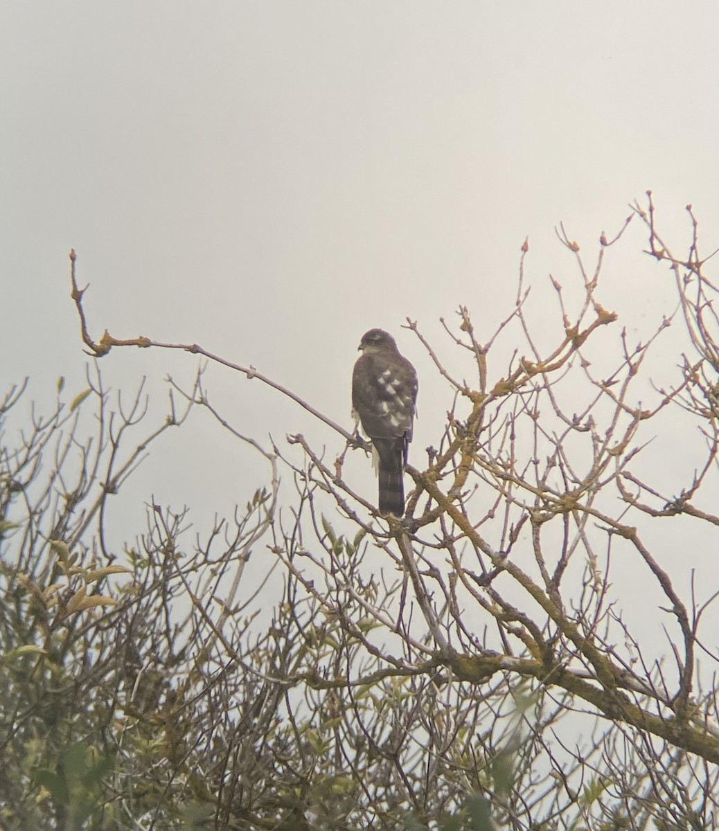 Eurasian Sparrowhawk - ML644029884
