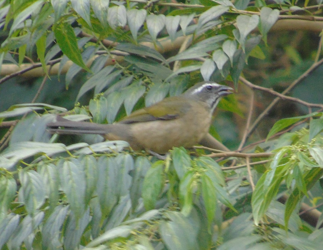 Green-winged Saltator - ML644029894