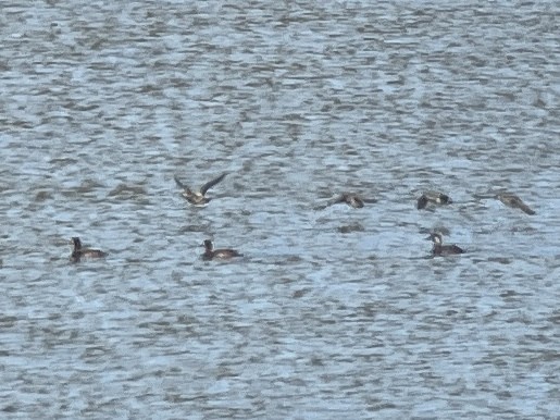 Black Scoter - ML644029896