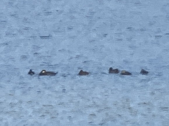 Black Scoter - ML644029897