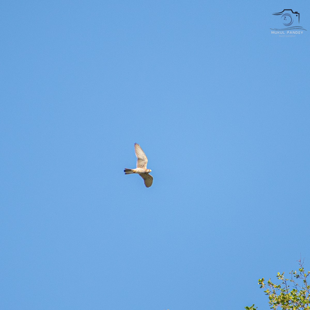 チョウゲンボウ - ML644029904