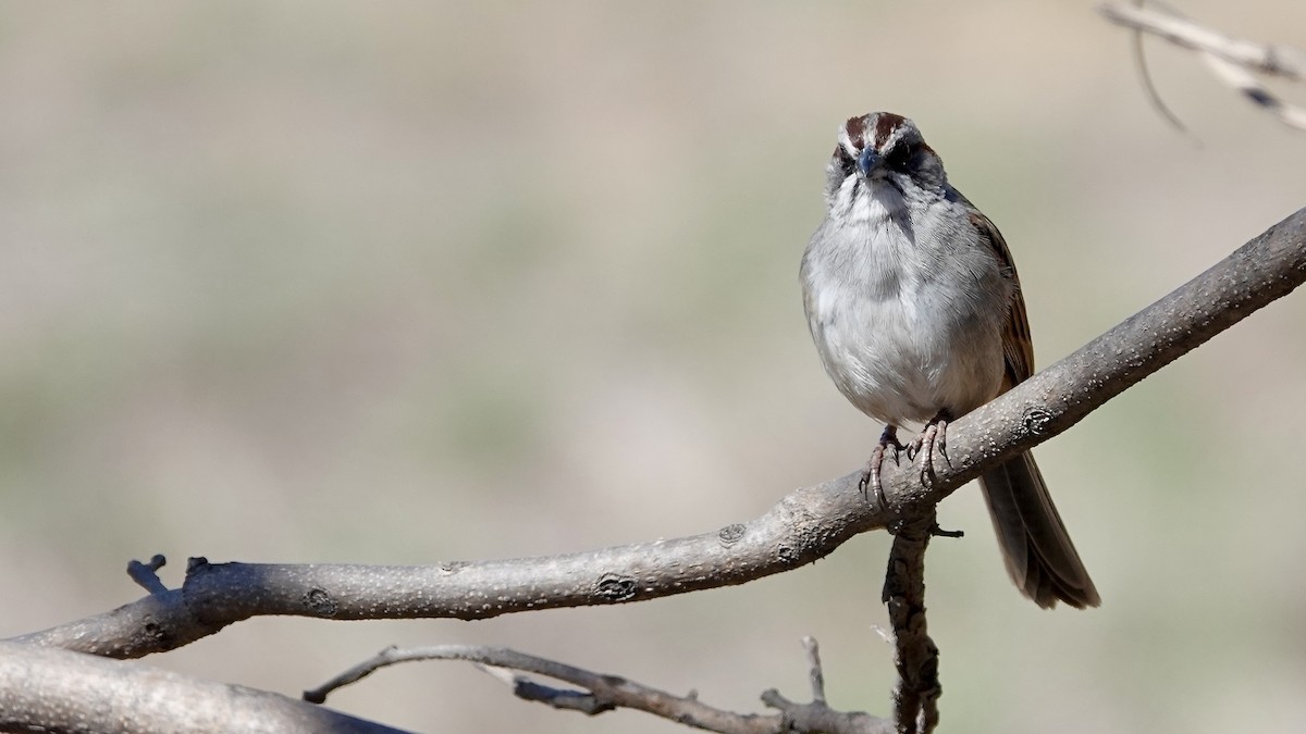 ユンガススズメモドキ - ML644029907