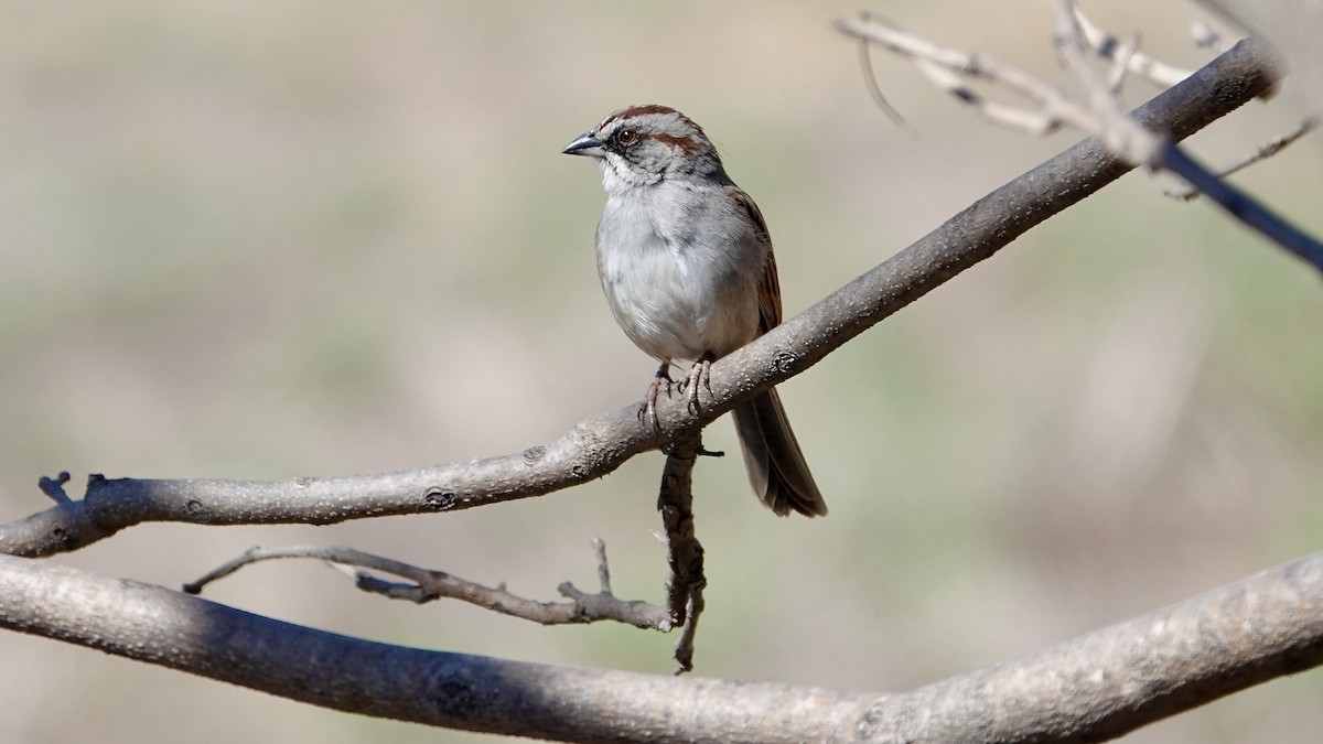 ユンガススズメモドキ - ML644029908