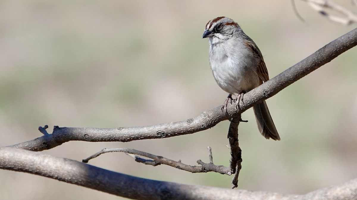 ユンガススズメモドキ - ML644029909