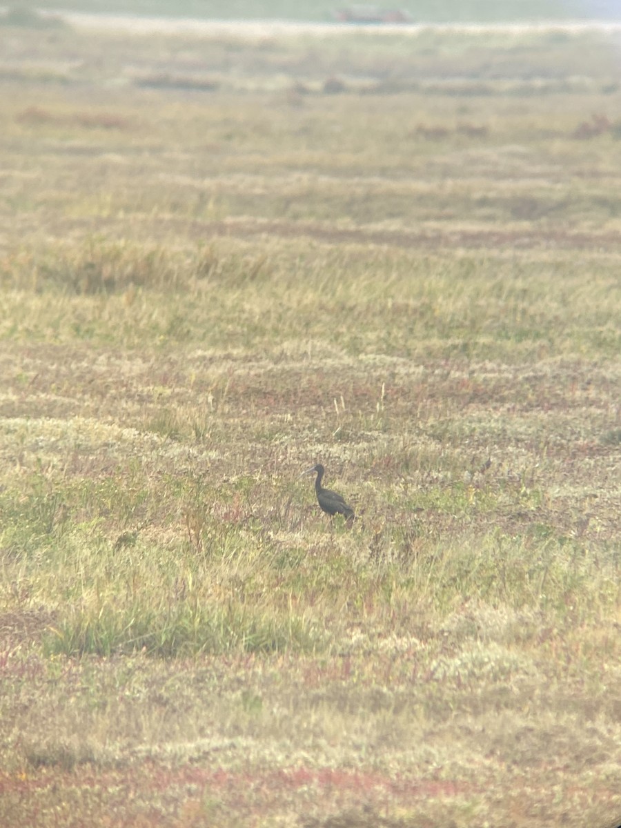 Glossy Ibis - ML644029911