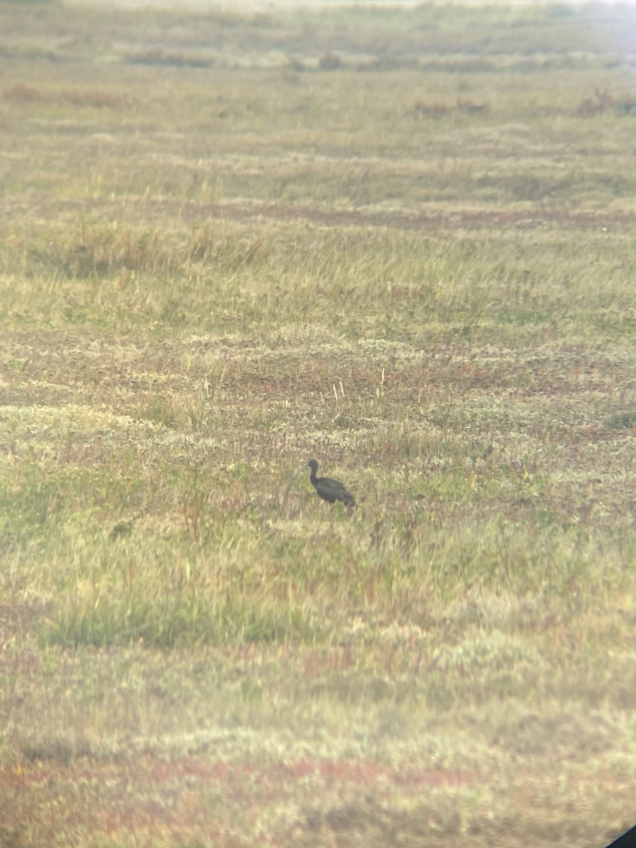 Glossy Ibis - ML644029912