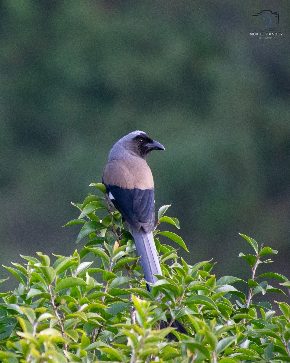 Gray Treepie - ML644029922