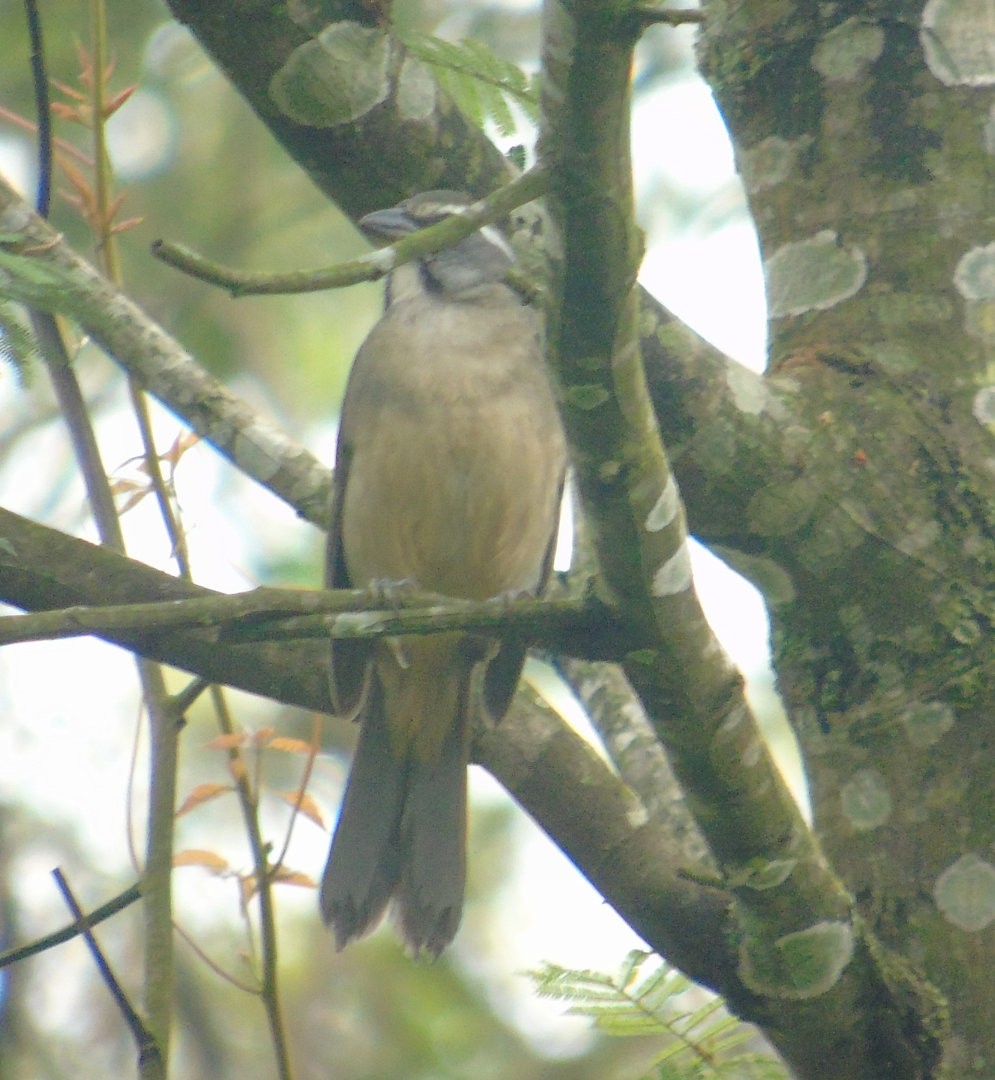 Green-winged Saltator - ML644029926