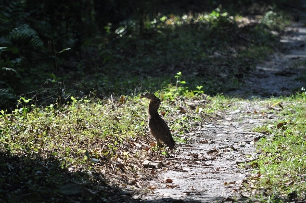 Malayan Night Heron - ML644029937