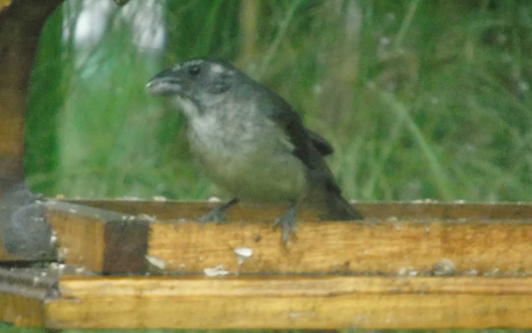 Green-winged Saltator - ML644029950