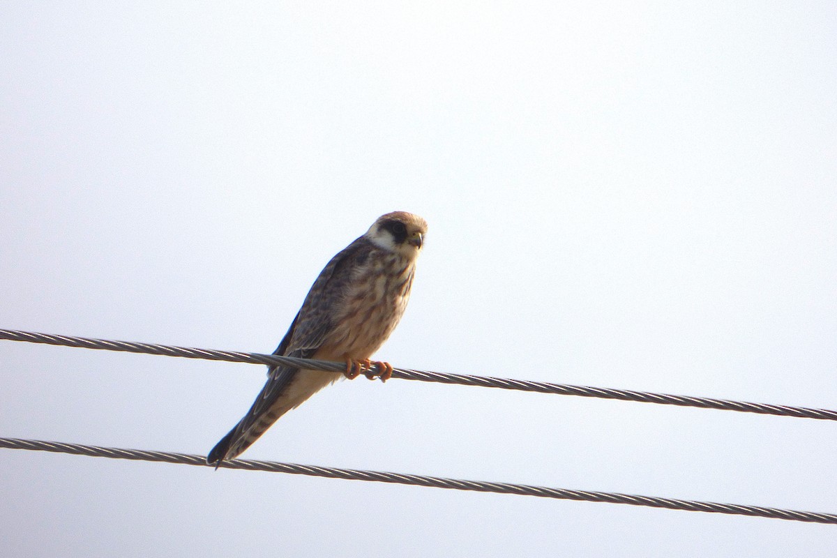 Турамтай шонхор - ML644029956