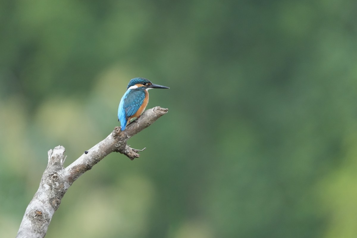שלדג גמדי - ML644029961