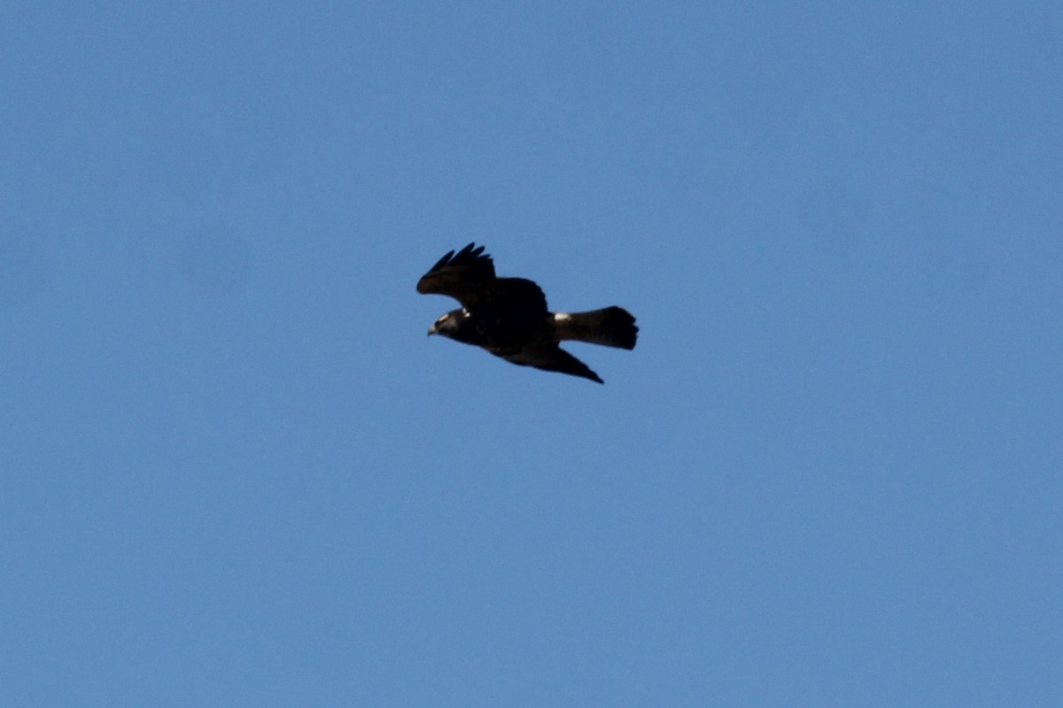 Swainson's Hawk - ML644029962
