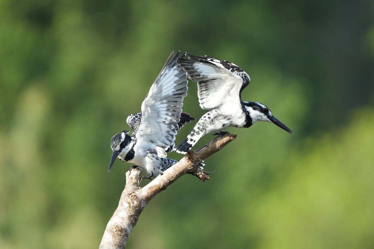 פרפור עקוד - ML644029976
