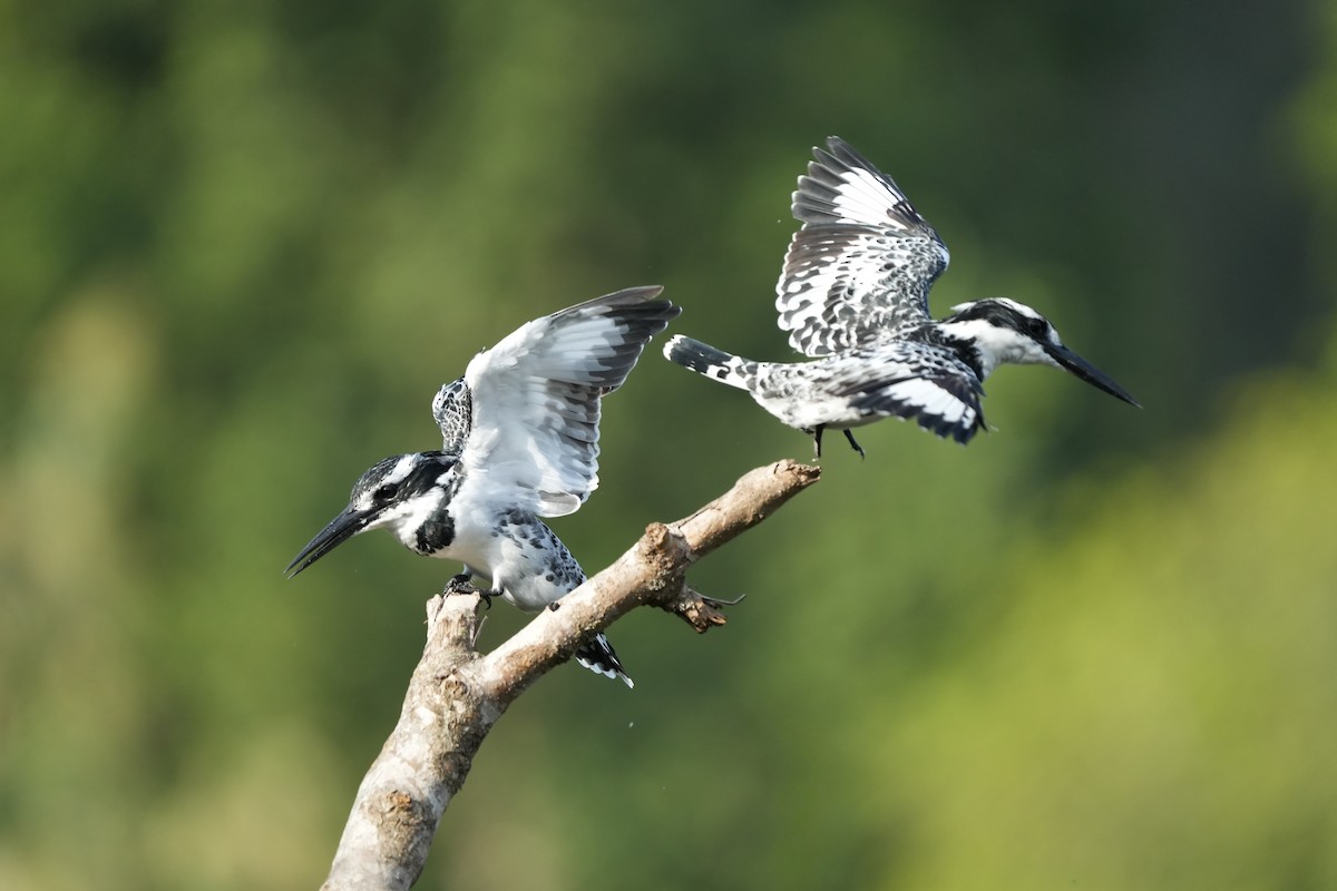 פרפור עקוד - ML644029977