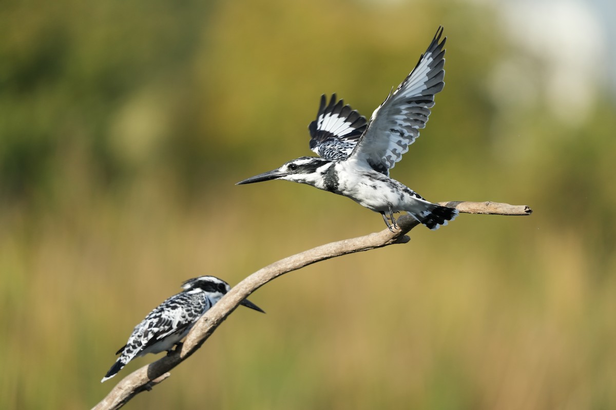 פרפור עקוד - ML644029978