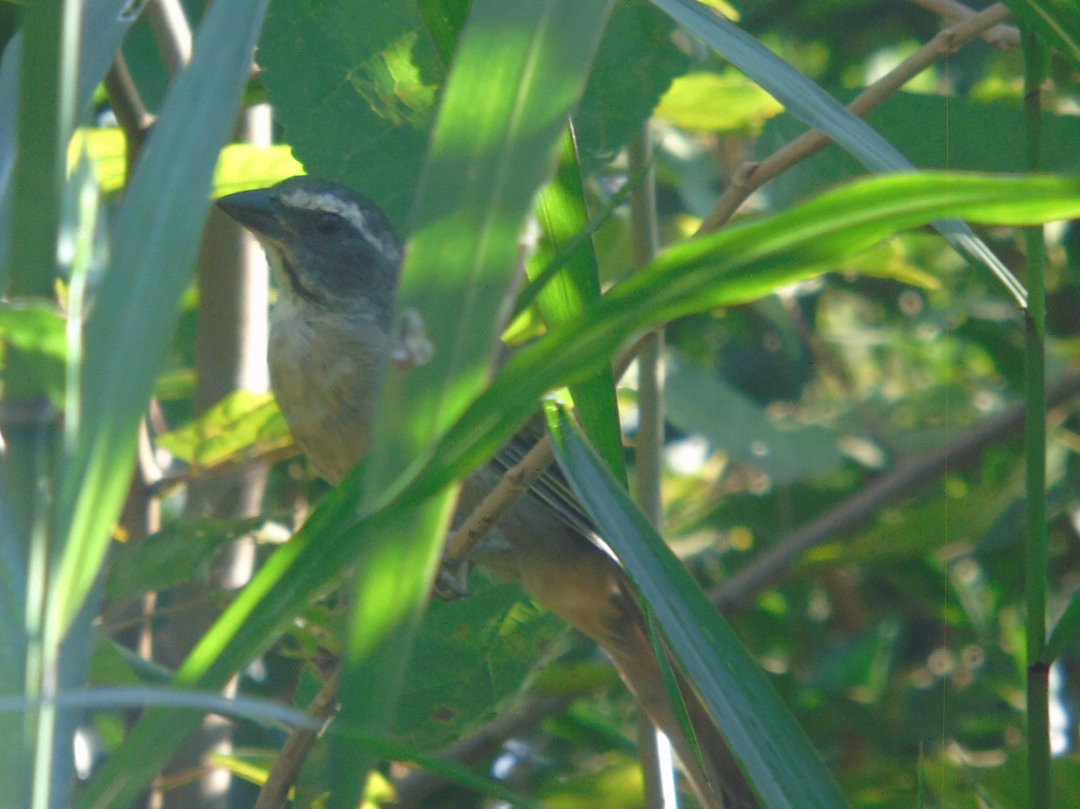 Green-winged Saltator - ML644029979