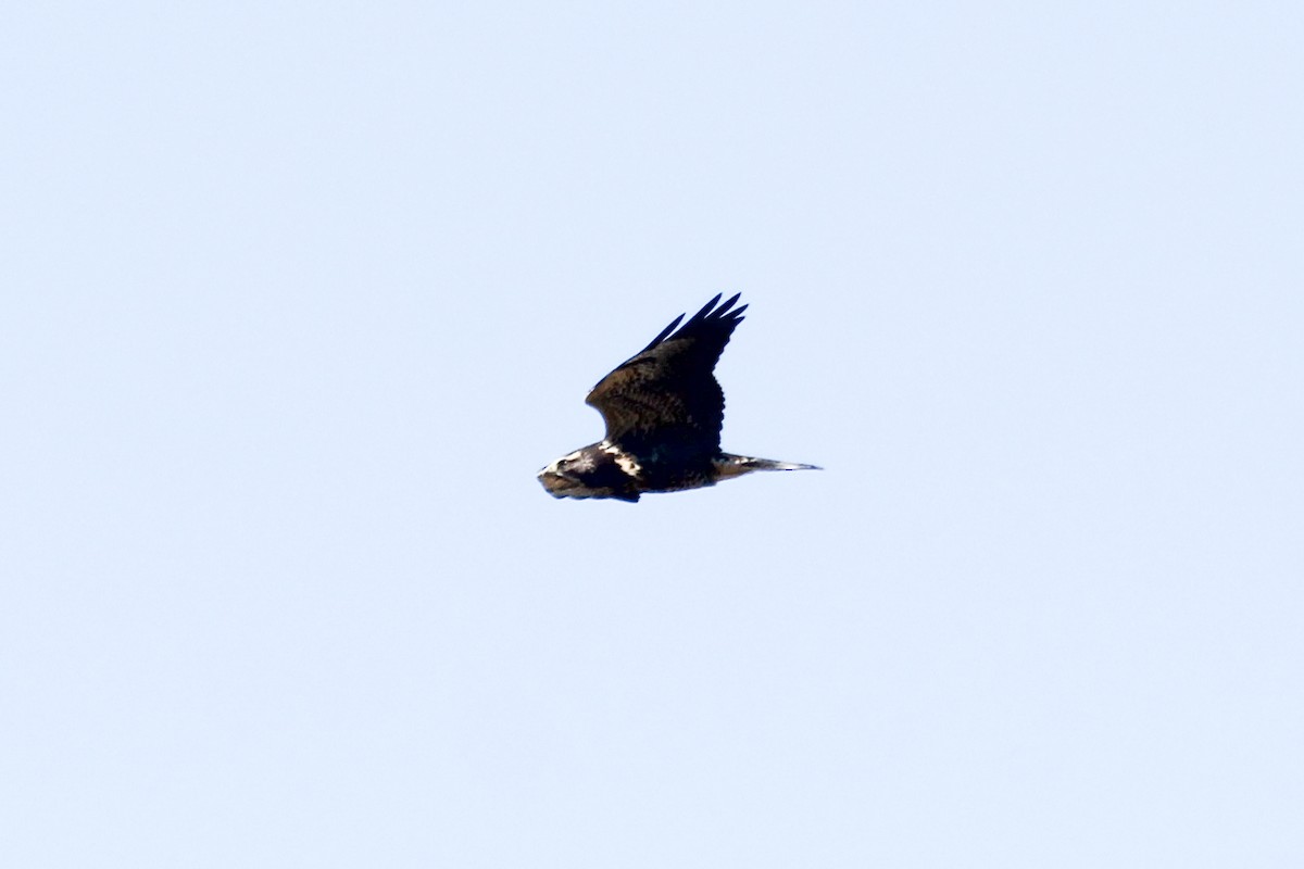 Swainson's Hawk - ML644029993